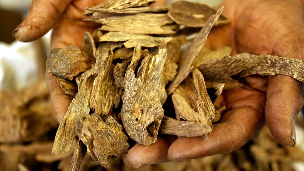The Country with the Best Natural Agarwood in the World 1 the country with the best natural agarwood in the world 6545b90c0ef0c