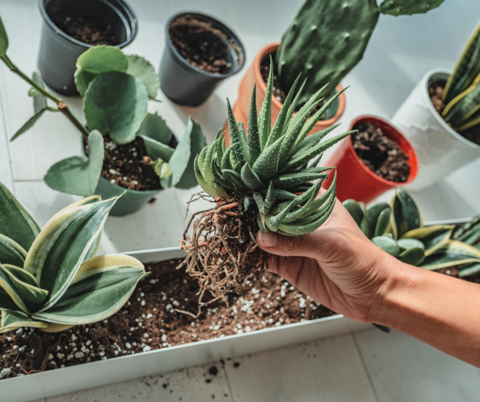The Benefits of Indoor Plants Cultivating Health and Well-being 1 The Benefits of Indoor Plants Cultivating Health and Well-being